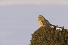 Short-eared Owl, Asio flammeus