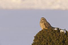 Short-eared Owl, Asio flammeus