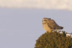 Short-eared Owl, Asio flammeus