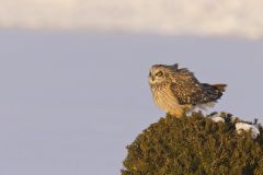 Short-eared Owl, Asio flammeus