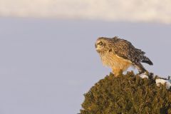 Short-eared Owl, Asio flammeus