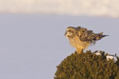 Short-eared Owl, Asio flammeus