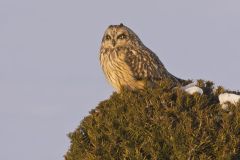 Short-eared Owl, Asio flammeus