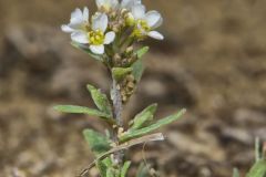 Shortpod Draba, Draba brachycarpa