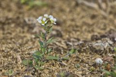 Shortpod Draba, Draba brachycarpa