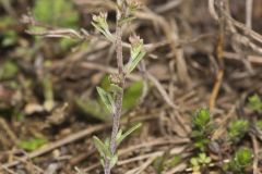 Shortpod Draba, Draba brachycarpa