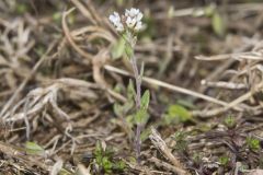 Shortpod Draba, Draba brachycarpa