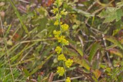 Showy Goldenrod, Solidago erecta