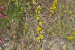 Showy Goldenrod, Solidago erecta