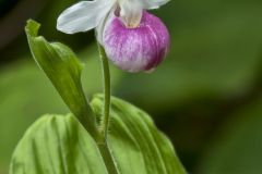 Showy Lady's Slipper, Cypripedium reginae