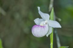 Showy Lady's Slipper, Cypripedium reginae