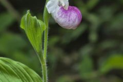 Showy Lady's Slipper, Cypripedium reginae