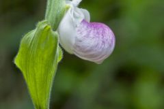 Showy Lady's Slipper, Cypripedium reginae