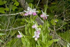 Showy Lady's Slipper, Cypripedium reginae