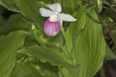 Showy Lady's Slipper, Cypripedium reginae