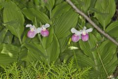 Showy Lady's Slipper, Cypripedium reginae