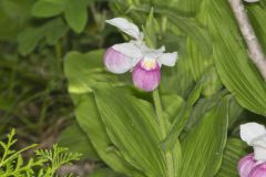 Showy Lady's Slipper, Cypripedium reginae