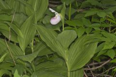 Showy Lady's Slipper, Cypripedium reginae