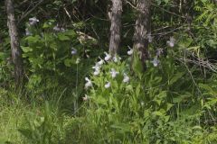 Showy Lady's Slipper, Cypripedium reginae