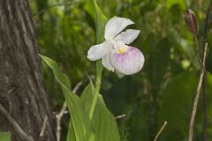 Showy Lady's Slipper, Cypripedium reginae