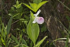 Showy Lady's Slipper, Cypripedium reginae