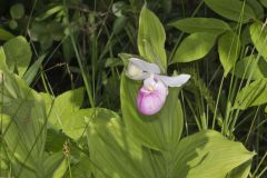 Showy Lady's Slipper, Cypripedium reginae