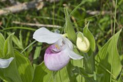 Showy Lady's Slipper, Cypripedium reginae