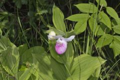 Showy Lady's Slipper, Cypripedium reginae