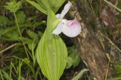 Showy Lady's Slipper, Cypripedium reginae