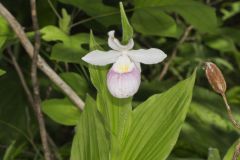 Showy Lady's Slipper, Cypripedium reginae