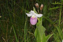 Showy Lady's Slipper, Cypripedium reginae