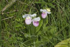 Showy Lady's Slipper, Cypripedium reginae