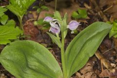 Showy Orchid, Galearis spectabilis