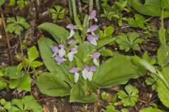 Showy Orchid, Galearis spectabilis