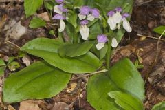 Showy Orchid, Galearis spectabilis