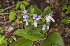 Showy Orchid, Galearis spectabilis