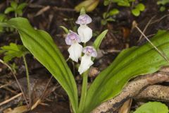 Showy Orchid, Galearis spectabilis