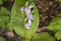 Showy Orchid, Galearis spectabilis