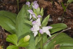 Showy Orchid, Galearis spectabilis