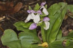 Showy Orchid, Galearis spectabilis