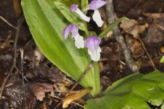 Showy Orchid, Galearis spectabilis