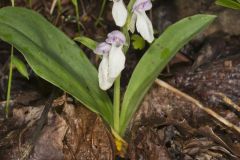 Showy Orchid, Galearis spectabilis