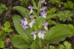 Showy Orchid, Galearis spectabilis