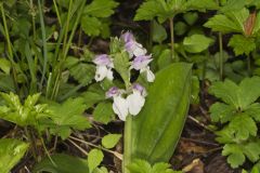 Showy Orchid, Galearis spectabilis