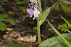 Showy Orchid, Galearis spectabilis