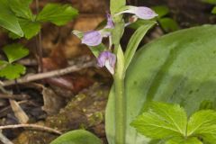 Showy Orchid, Galearis spectabilis