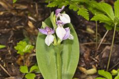 Showy Orchid, Galearis spectabilis