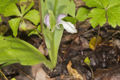 Showy Orchid, Galearis spectabilis