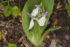 Showy Orchid, Galearis spectabilis