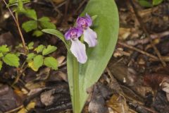 Showy Orchid, Galearis spectabilis